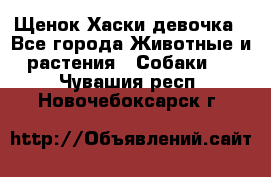 Щенок Хаски девочка - Все города Животные и растения » Собаки   . Чувашия респ.,Новочебоксарск г.